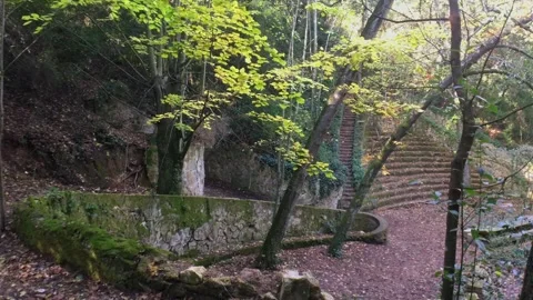 Stone Stairway Hidden Among Trees in Collserola Forest Stock Footage 334621282