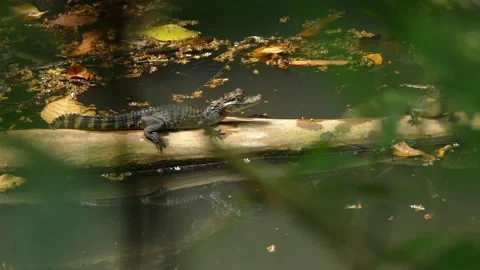 Stone statued crocodile on wet trunk behind the bushes steady Video stock 151043896