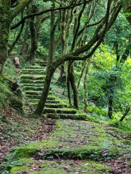 Stone Step Trail In Woods Stock Photos