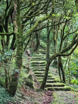 Stone Step Trail In Woods Stock Photos