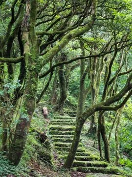 Stone Step Trail In Woods Stock Photos