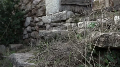 Stone steps at abandoned old house in the forest 4k Stock Footage 294937503