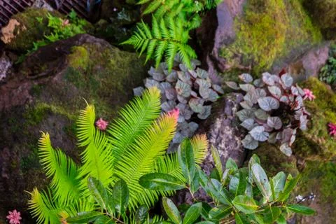 Stone steps and green moss decoration in japanese garden. Stock Photos