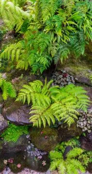 Stone steps and green moss decoration in japanese garden. Stock Photos
