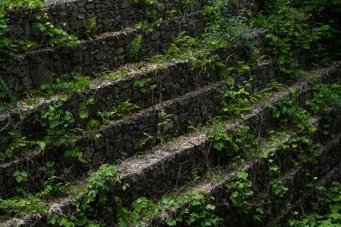 The stone steps are covered with moss and vines Stock Photos