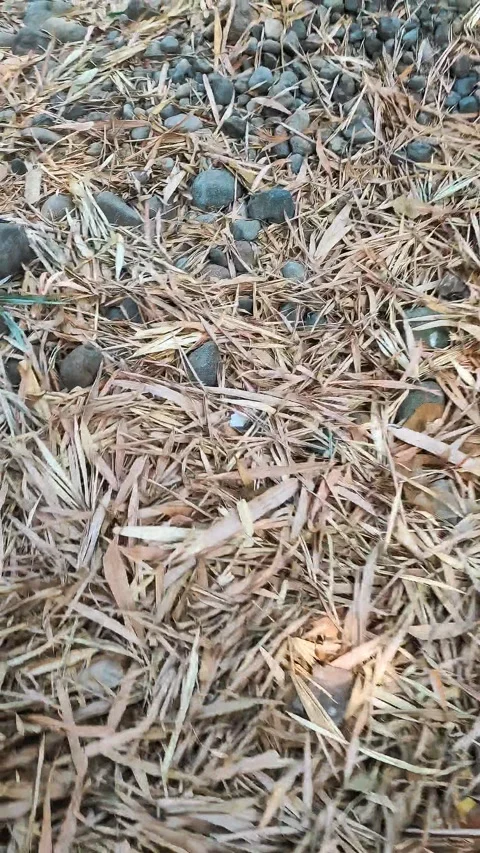 Stone Steps Covered with Dry Bamboo Leaves Outdoors Stock Footage 346607319