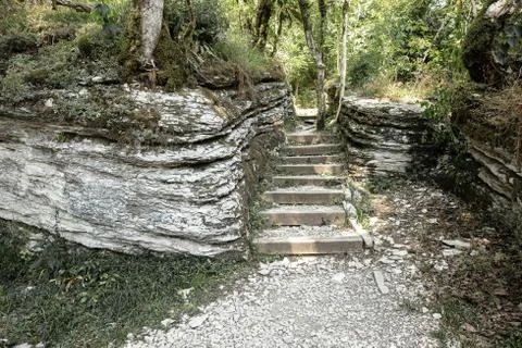 Stone steps in deciduous box tree and yew forest Stock Photos