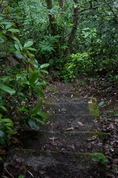 Stone steps down in an old dense forest Stock Photos