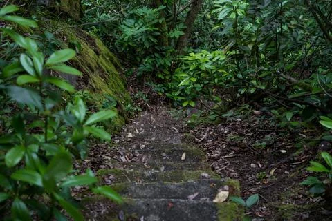Stone steps down in an old dense forest Stock Photos