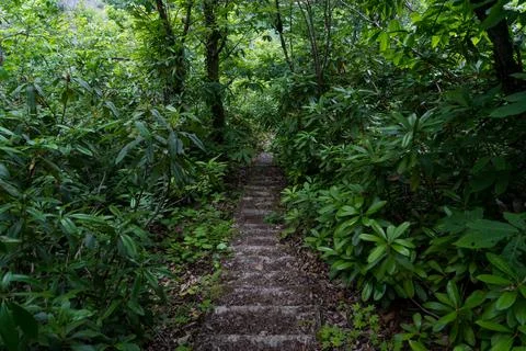Stone steps down in an old dense forest Stock Photos