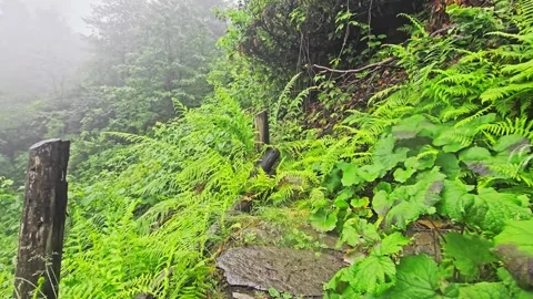 Stone steps in the forest with ferns. Stock-Footage 282793385