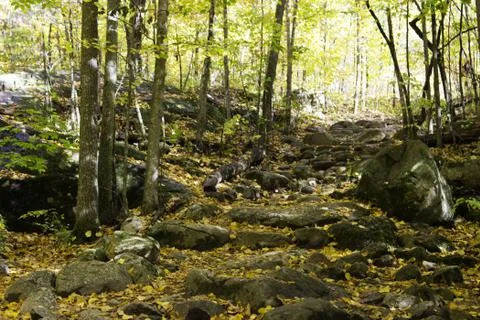 Stone steps in the forest Stock Photos