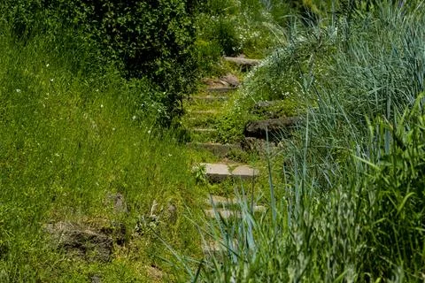 Stone steps up in green grass 스톡 사진