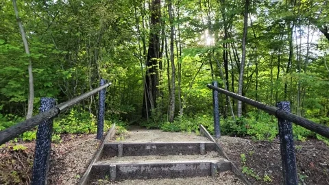 Stone steps lead into lush green forest Stock Footage 340241250