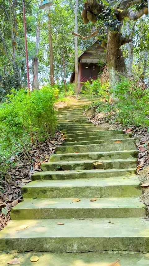 Stone steps leading to a rustic wooden cabin surrounded by lush green trees.. Stock Footage 338414723