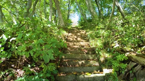 Stone steps in a park surrounded by greenery Stock Footage 319922487