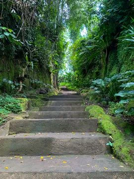 Stone steps (paths) between trees and wild plants. Stone staircase exiting th Stock Photos