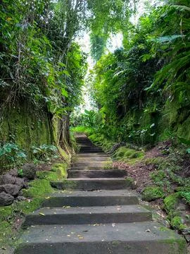 Stone steps (paths) between trees and wild plants. Stone staircase exiting th Stock Photos