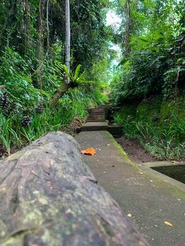 Stone steps (paths) between trees and wild plants. Stone staircase exiting th Stock Photos