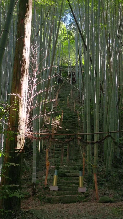 Stone Steps with Rope in a Bamboo Forest Leading to a Shrine (Vertical) Stock-Footage 347272606