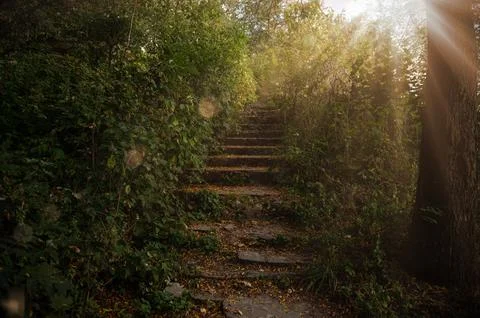 Stone steps with soft sunset light among lush greenery. Staircase among the.. Stock Photos