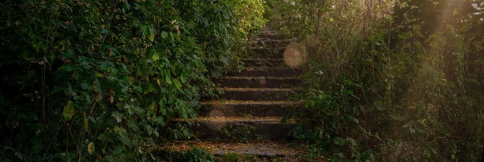 Stone steps with soft sunset light among lush greenery. Staircase among the.. Stock Photos