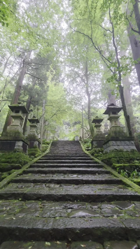 Stone Steps Through Lush Forest at Daiyuzan Saijoji Temple in Japan Video stock 340435291