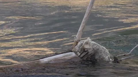 Stone sticked in a deadwood trunk in the river Video stock 48932464