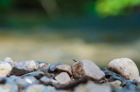 Stone by the stream Stock Photos