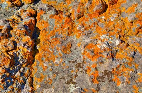 Stone surface background Stock Photos