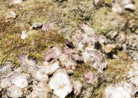 Stone surface covered with green mud moss and open shells pattern background Foto stock