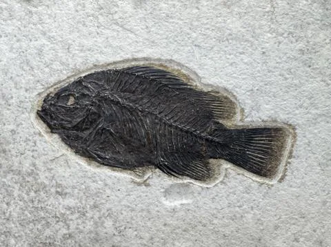 Stone surface with fossilized fish Stock Photos