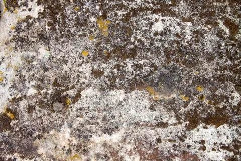 Stone surface with lichen. Natural texture Stock Photos