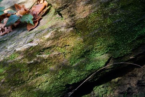 Stone surface of mountains close-up with moss. Stock Photos