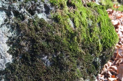 Stone surface Stock Photos