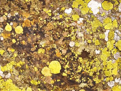 Stone surface Fotos Stock