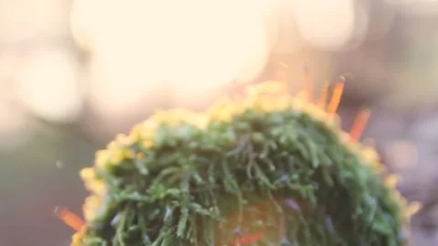 STONE SURROUNDED BY MOSS Stock Footage 100466336