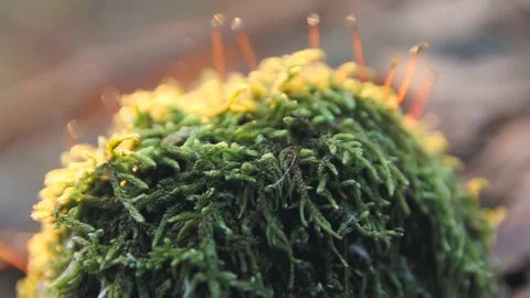 STONE SURROUNDED BY MOSS Stock Footage 100466340