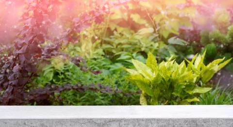 Stone table top on blur abstract green from garden in the morning Stock Photos