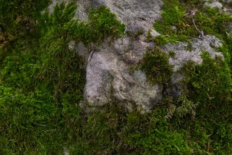 Stone texture covered with green moss Stock Photos