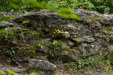 Stone texture covered with green moss Stock Photos