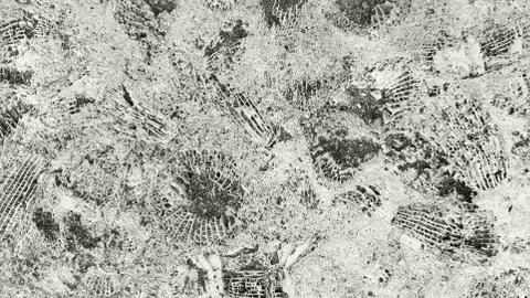 Stone texture with fossils Stock Photos