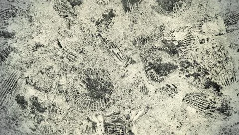 Stone texture with fossils Foto stock