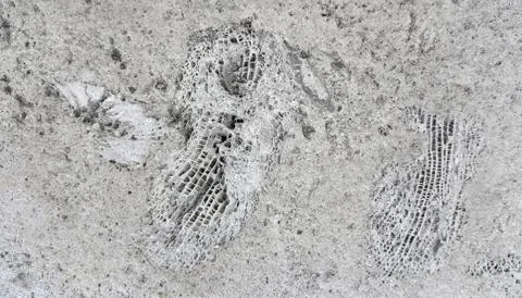 Stone texture with fossils Stock Photos