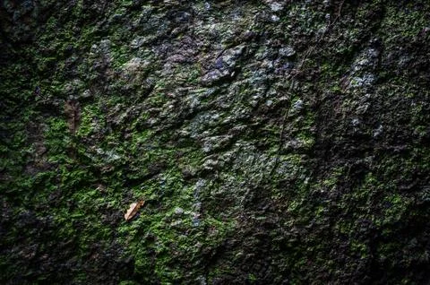 Stone texture with moss Stock Photos