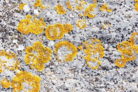 Stone  texture Stock Photos