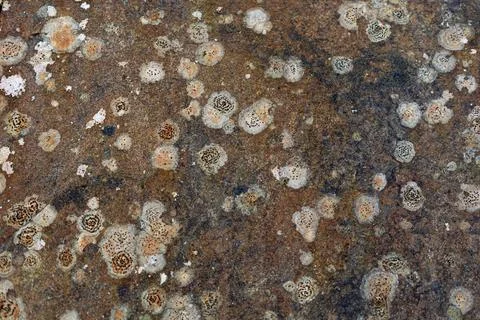 Stone texture Stock Photos