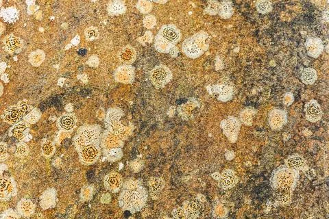Stone texture Stock Photos
