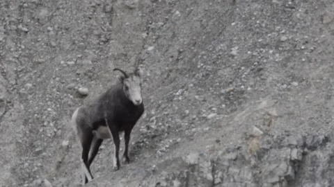 Stone thinhorn sheep run across rocky hill side in mountains, Alaska Highway Stock-Footage 151808432