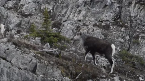 Stone Thinhorn sheep, young ram mountains, B.C. Alaska Highway Stock Footage 151808426